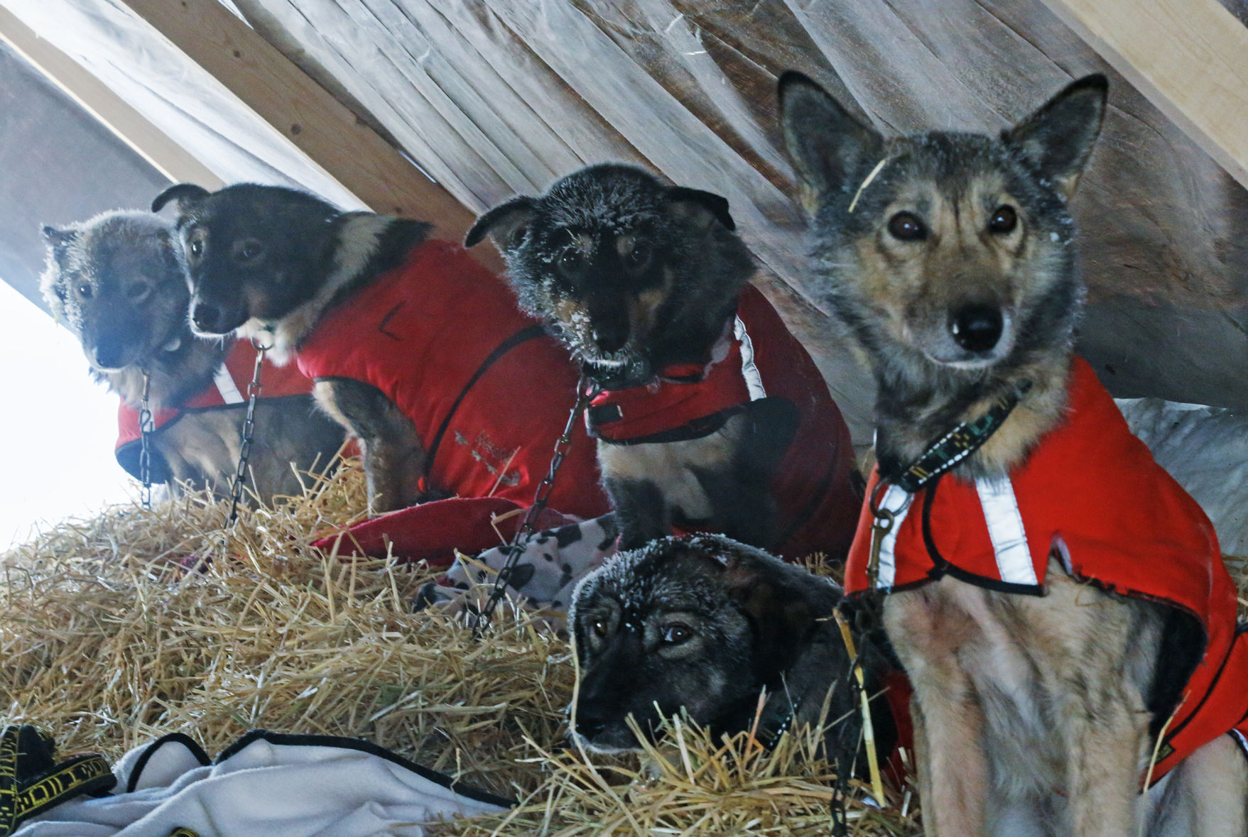 Alex Buetow's dogs, Husky Homestead